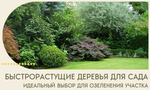 Быстрорастущие деревья для сада идеальный выбор в Великом Новгороде