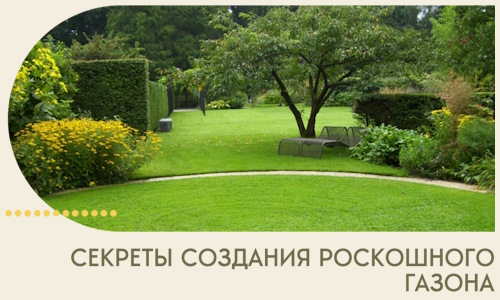 Секреты создания роскошного газона в Великом Новгороде